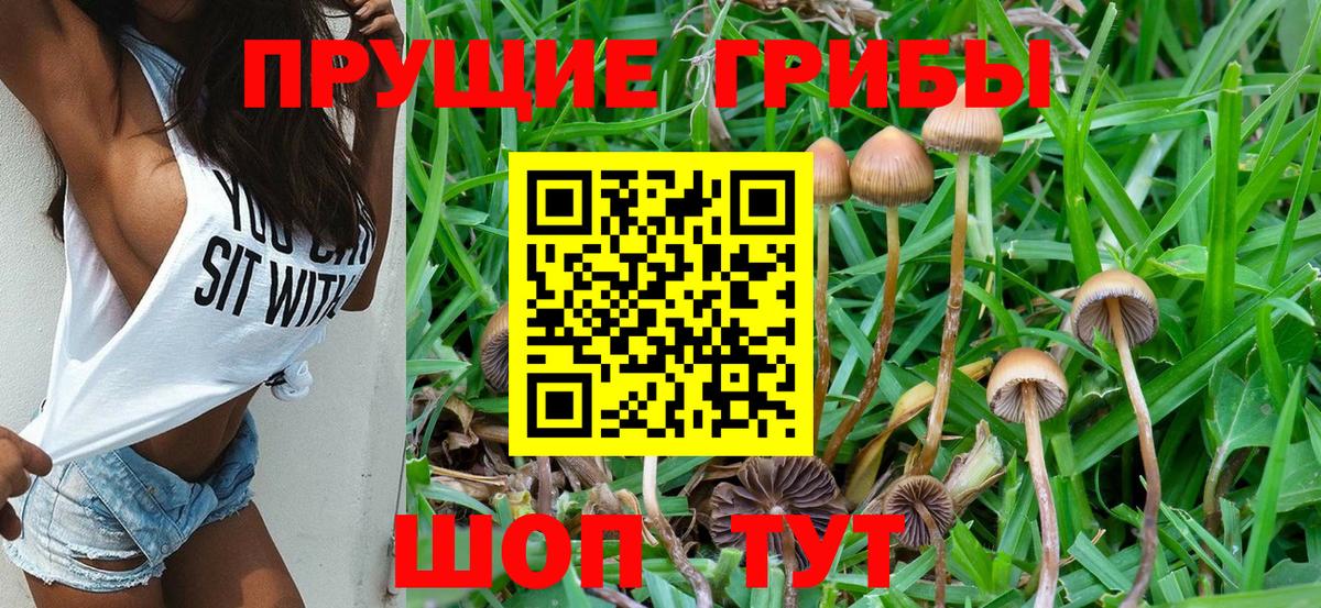 Галлюциногенные грибы Psilocybe Родники